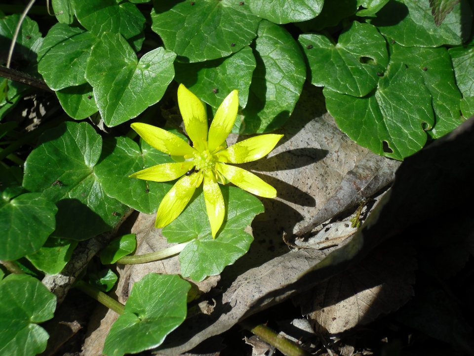 Ranunculus ficaria L. sl.
